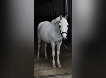 Más ponis/caballos pequeños, Caballo castrado, 12 años, 116 cm, Pío