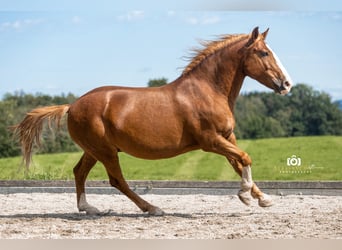 Más ponis/caballos pequeños, Caballo castrado, 12 años, 140 cm, Alazán