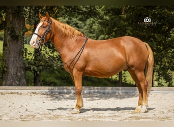 Más ponis/caballos pequeños, Caballo castrado, 12 años, 140 cm, Alazán