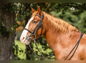 Más ponis/caballos pequeños, Caballo castrado, 12 años, 140 cm, Alazán