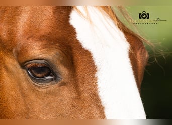Más ponis/caballos pequeños, Caballo castrado, 12 años, 140 cm, Alazán