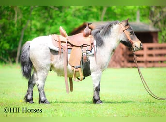 Más ponis/caballos pequeños, Caballo castrado, 12 años, 86 cm, Castaño-ruano