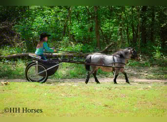 Más ponis/caballos pequeños, Caballo castrado, 12 años, 86 cm, Castaño-ruano