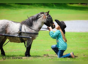 Más ponis/caballos pequeños, Caballo castrado, 12 años, 86 cm, Castaño-ruano