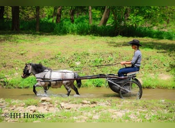Más ponis/caballos pequeños, Caballo castrado, 12 años, 86 cm, Castaño-ruano