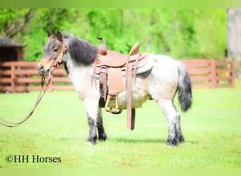 Más ponis/caballos pequeños, Caballo castrado, 12 años, 86 cm, Castaño-ruano