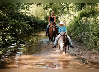 Más ponis/caballos pequeños, Caballo castrado, 12 años, 91 cm, Pío