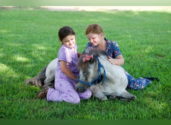 Más ponis/caballos pequeños, Caballo castrado, 12 años, 91 cm, Ruano azulado
