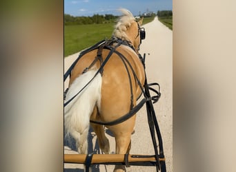 Más ponis/caballos pequeños, Caballo castrado, 12 años, 97 cm, Palomino