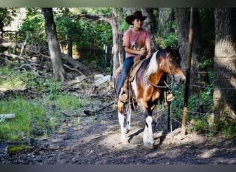 Más ponis/caballos pequeños, Caballo castrado, 12 años, Pío