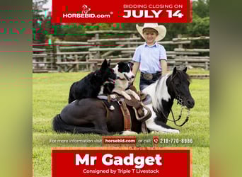 Más ponis/caballos pequeños Mestizo, Caballo castrado, 13 años, 109 cm