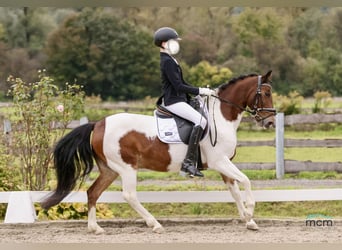 Más ponis/caballos pequeños, Caballo castrado, 13 años, 137 cm, Pío