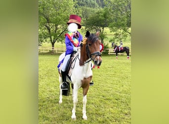 Más ponis/caballos pequeños, Caballo castrado, 13 años, 137 cm, Pío