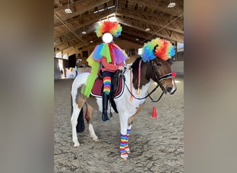 Más ponis/caballos pequeños, Caballo castrado, 13 años, 137 cm, Pío