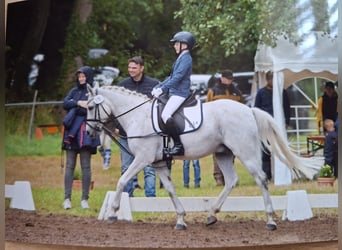 Más ponis/caballos pequeños, Caballo castrado, 13 años, 140 cm, Tordo