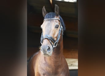 Más ponis/caballos pequeños, Caballo castrado, 13 años, 147 cm, Morcillo