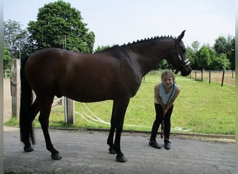 Más ponis/caballos pequeños Mestizo, Caballo castrado, 13 años, 148 cm, Castaño oscuro