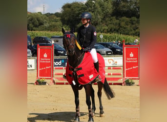 Más ponis/caballos pequeños, Caballo castrado, 13 años, 148 cm, Castaño oscuro