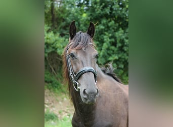 Más ponis/caballos pequeños, Caballo castrado, 13 años, 152 cm, Negro