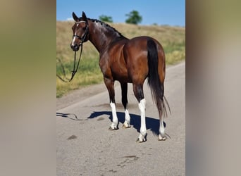 Más ponis/caballos pequeños, Caballo castrado, 13 años, 155 cm, Castaño