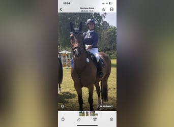 Más ponis/caballos pequeños, Caballo castrado, 13 años, 176 cm, Castaño oscuro