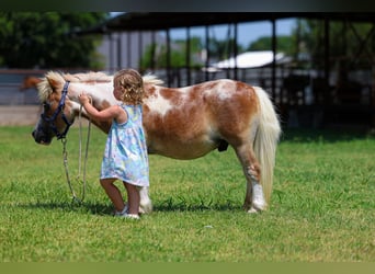 Más ponis/caballos pequeños, Caballo castrado, 13 años, 79 cm, Pío