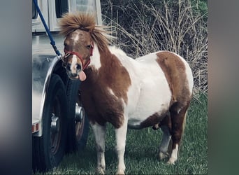 Más ponis/caballos pequeños, Caballo castrado, 13 años, 91 cm, Pío