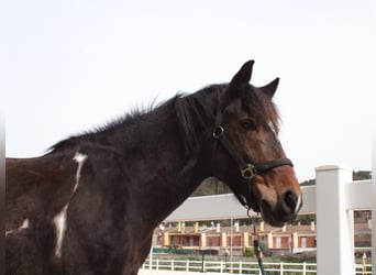 Más ponis/caballos pequeños, Caballo castrado, 13 años, Pío
