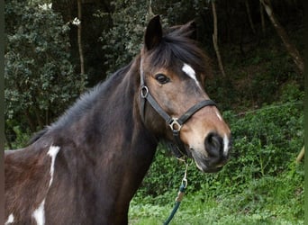 Más ponis/caballos pequeños, Caballo castrado, 13 años, Pío
