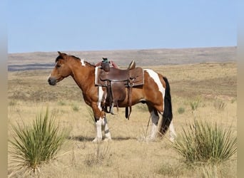 Más ponis/caballos pequeños, Caballo castrado, 13 años, Pío