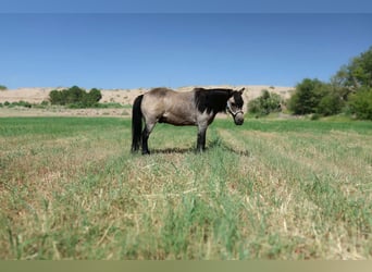Más ponis/caballos pequeños, Caballo castrado, 14 años, 102 cm, Buckskin/Bayo