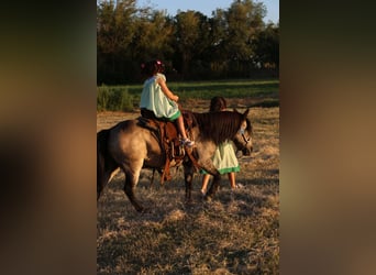 Más ponis/caballos pequeños, Caballo castrado, 14 años, 102 cm, Buckskin/Bayo