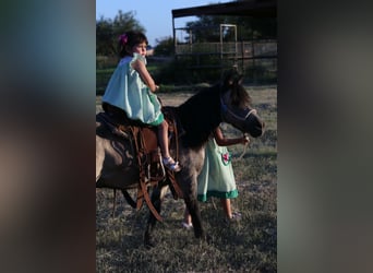 Más ponis/caballos pequeños, Caballo castrado, 14 años, 102 cm, Buckskin/Bayo
