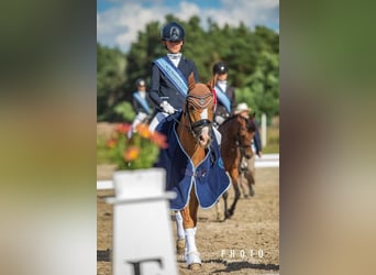Más ponis/caballos pequeños, Caballo castrado, 14 años, 137 cm, Alazán