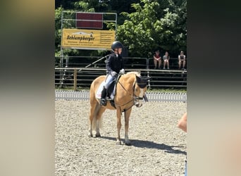 Más ponis/caballos pequeños, Caballo castrado, 14 años, 137 cm, Palomino