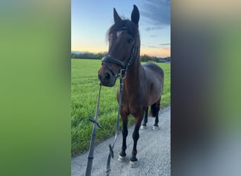 Más ponis/caballos pequeños, Caballo castrado, 14 años, 142 cm, Castaño