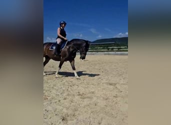 Más ponis/caballos pequeños, Caballo castrado, 14 años, 148 cm, Pío