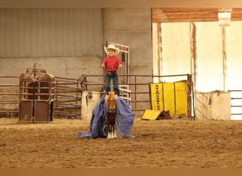 Más ponis/caballos pequeños, Caballo castrado, 14 años, 91 cm