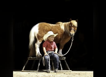 Más ponis/caballos pequeños, Caballo castrado, 14 años, 91 cm