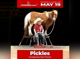 Más ponis/caballos pequeños, Caballo castrado, 14 años, 91 cm