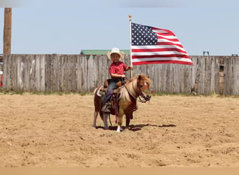 Más ponis/caballos pequeños, Caballo castrado, 14 años, 91 cm