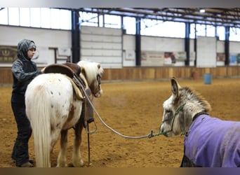 Más ponis/caballos pequeños, Caballo castrado, 15 años, 130 cm