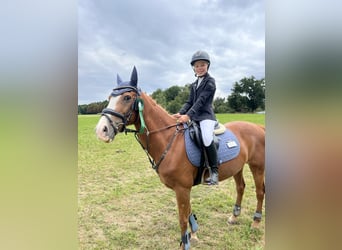 Más ponis/caballos pequeños, Caballo castrado, 15 años, 140 cm, Alazán