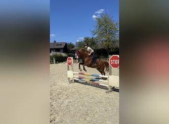 Más ponis/caballos pequeños, Caballo castrado, 15 años, 140 cm, Alazán