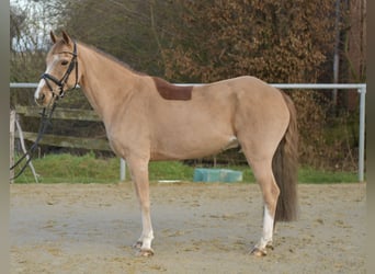 Más ponis/caballos pequeños, Caballo castrado, 15 años, 142 cm, Alazán