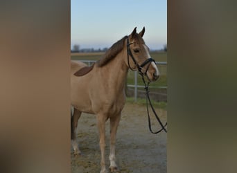 Más ponis/caballos pequeños, Caballo castrado, 15 años, 142 cm, Alazán