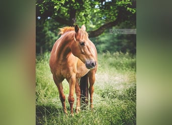 Más ponis/caballos pequeños, Caballo castrado, 15 años, 145 cm, Alazán-tostado