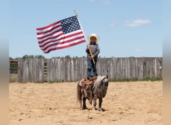 Más ponis/caballos pequeños, Caballo castrado, 15 años, 91 cm