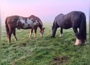 Más ponis/caballos pequeños, Caballo castrado, 17 años, 155 cm, Pío
