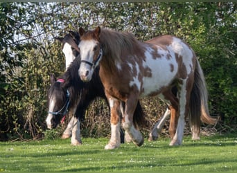 Más ponis/caballos pequeños, Caballo castrado, 17 años, 155 cm, Pío
